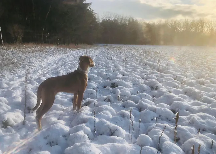 Spreewaldhaus Raddusch, Boote- Fahrraeder Gratis *